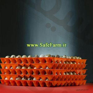 ظرف شانه 72 عددی حمل تخم بلدرچین سیف فارم