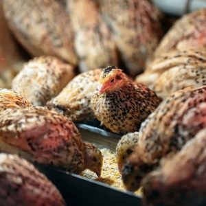 جوجه بلدرچین 21 روزه به بعد